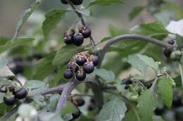 Image of black nightshade