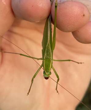 Image of Texas Bush Katydid