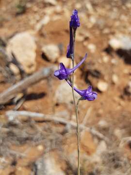 Image of Delphinium peregrinum L.