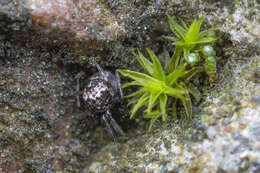 Image of Parasteatoda tabulata (Levi 1980)