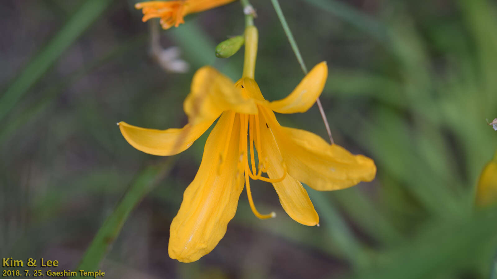 Слика од Hemerocallis hakuunensis Nakai