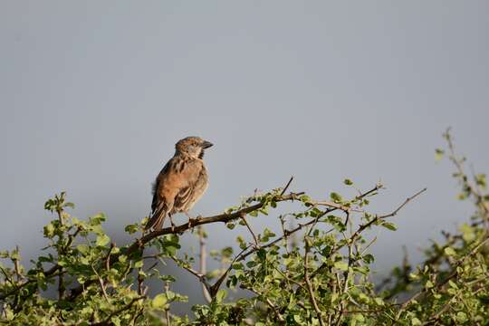 Image of Kenya Rufous-Sparrow