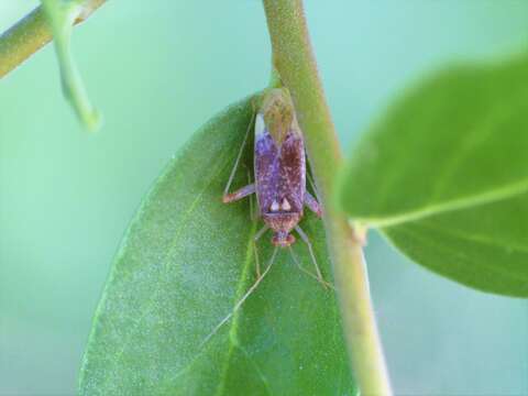 Image of Phytocoris obsoletus Blanchard 1852