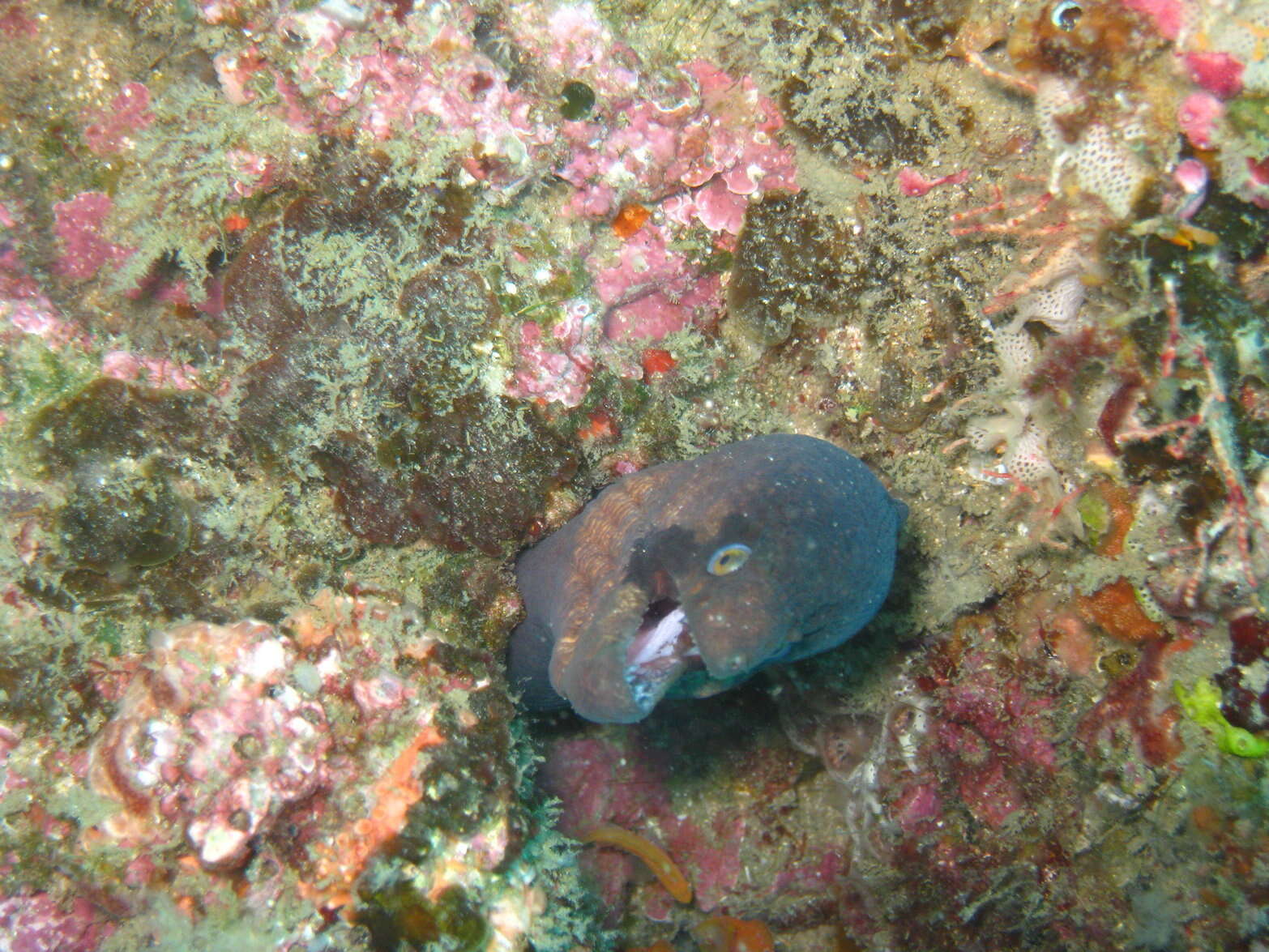 Слика од Gymnothorax breedeni McCosker & Randall 1977