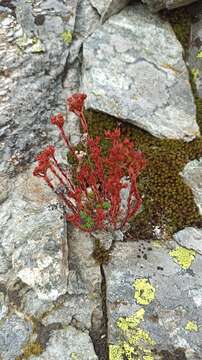 Image of Sedum tenellum M. Bieb.