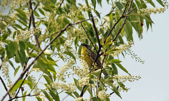 Image of Kirtland's Warbler