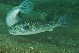 Image of Starry Toadfish