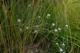 Plancia ëd Stevenia incarnata (Pall. ex DC.) Kamelin