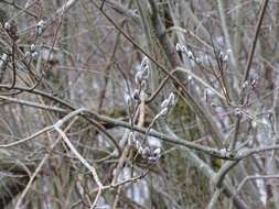 Plancia ëd Salix discolor Muhl.