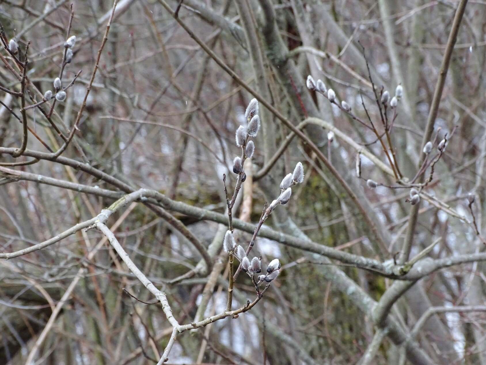 Plancia ëd Salix discolor Muhl.