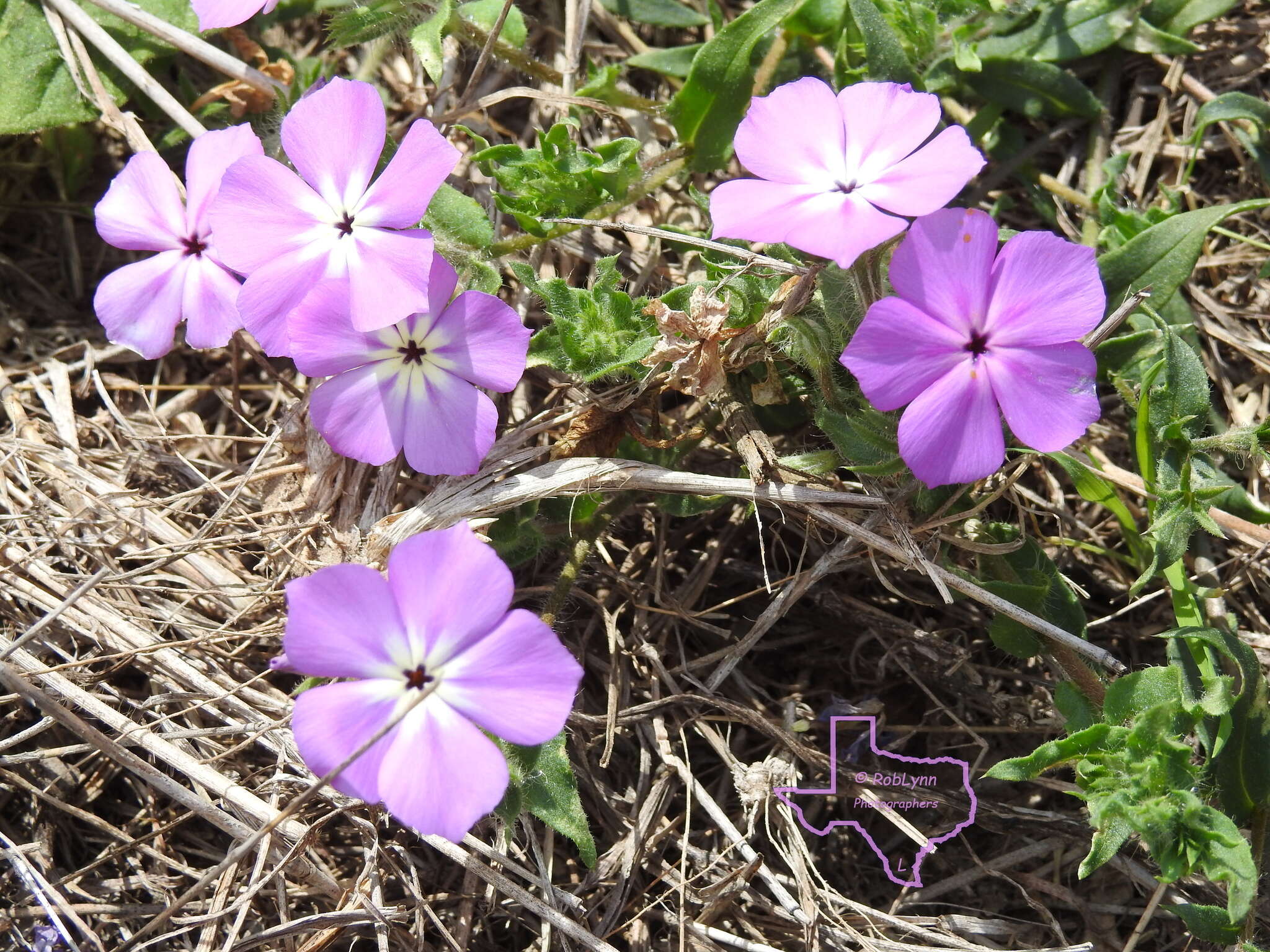 Imagem de Phlox glabriflora (Brand) Whitehouse