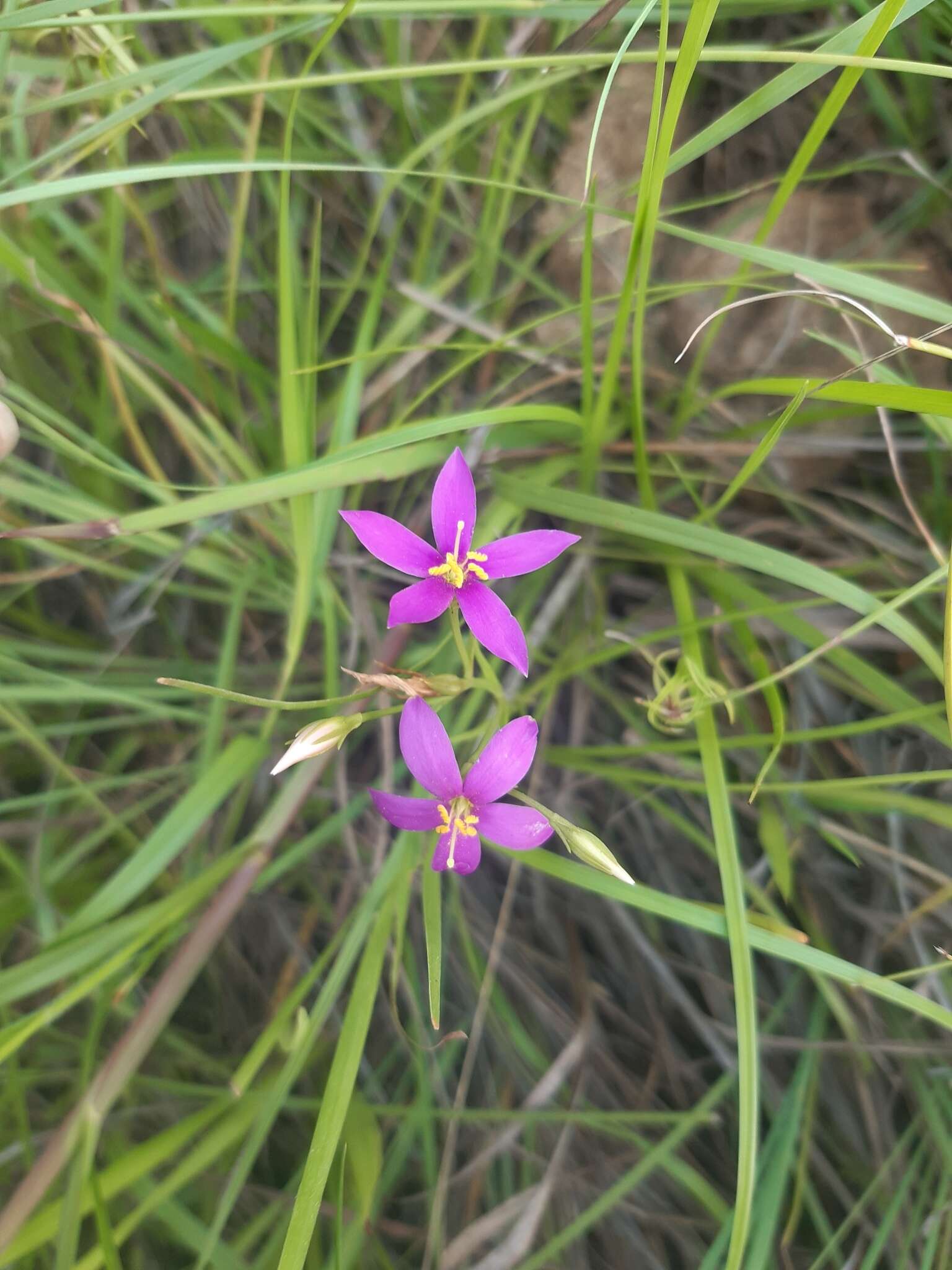 Image of Pink star