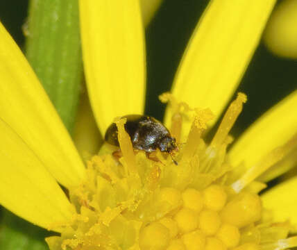 Image of Meligethes denticulatus (Heer 1841)