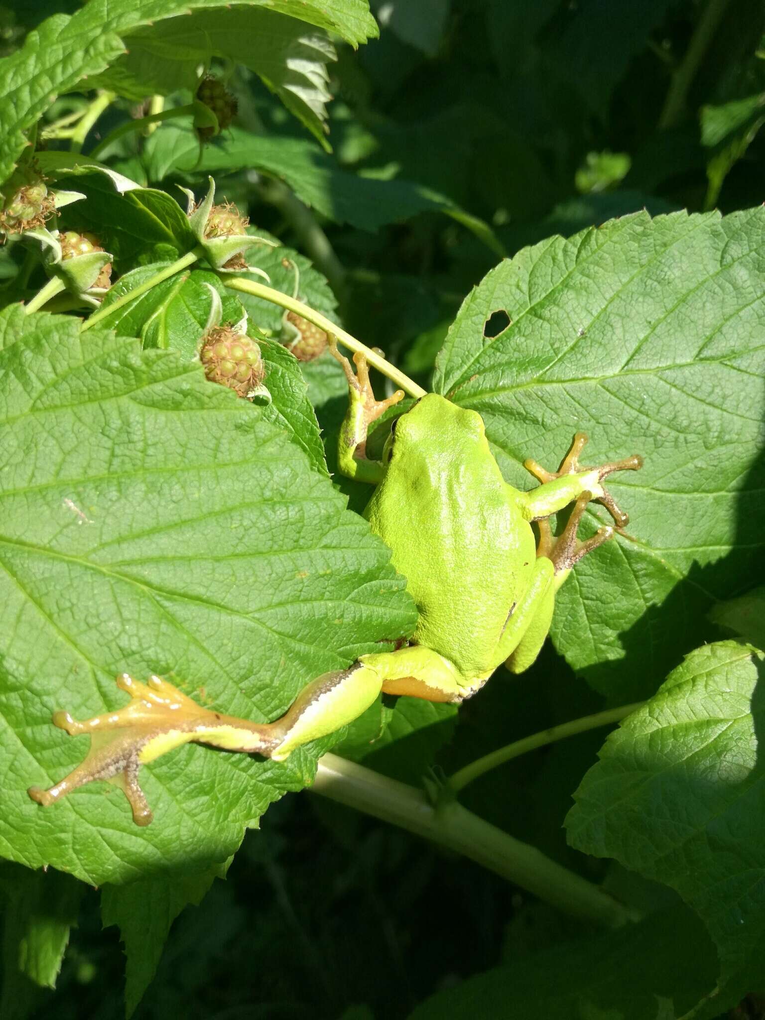 Plancia ëd Hyla orientalis Bedriaga 1890