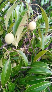 Image de Calophyllum vernicosum P. F. Stevens