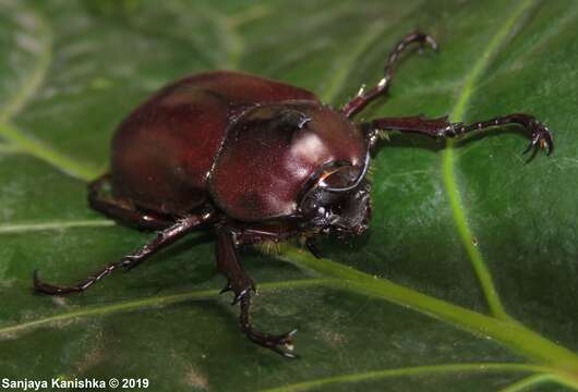 Image of Xylotrupes meridionalis Prell 1914