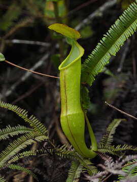 Image of Pitcher Plant