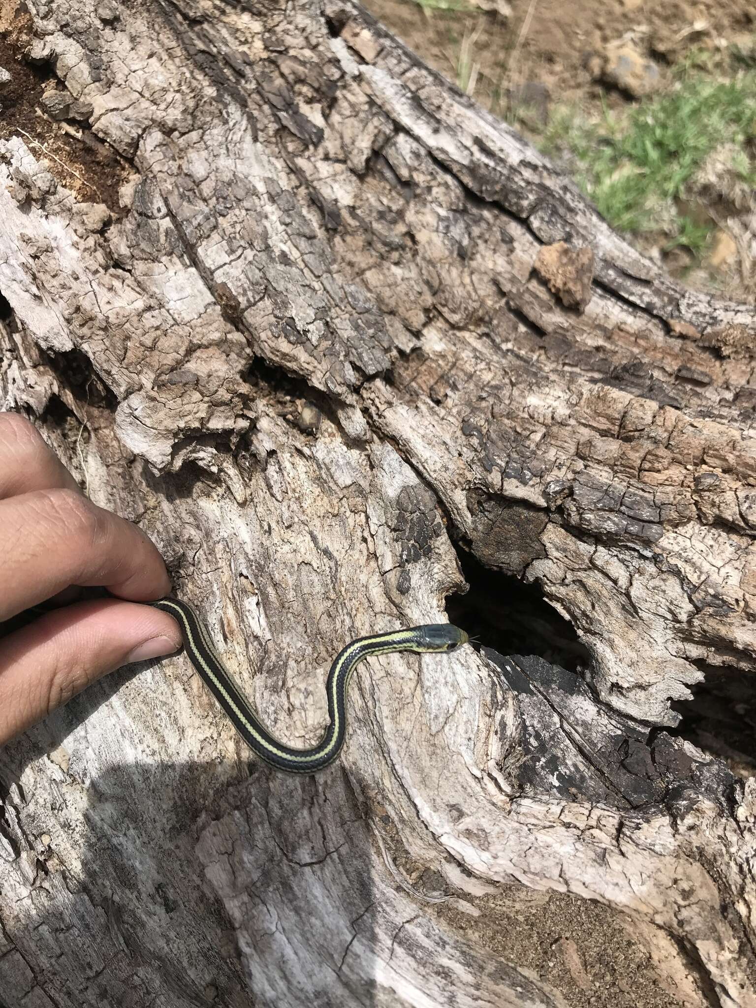 Image of Baird's Patchnose Snake