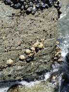 Image of thatched barnacle
