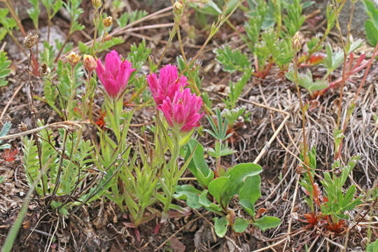 Image of Tushar Plateau Indian paintbrush