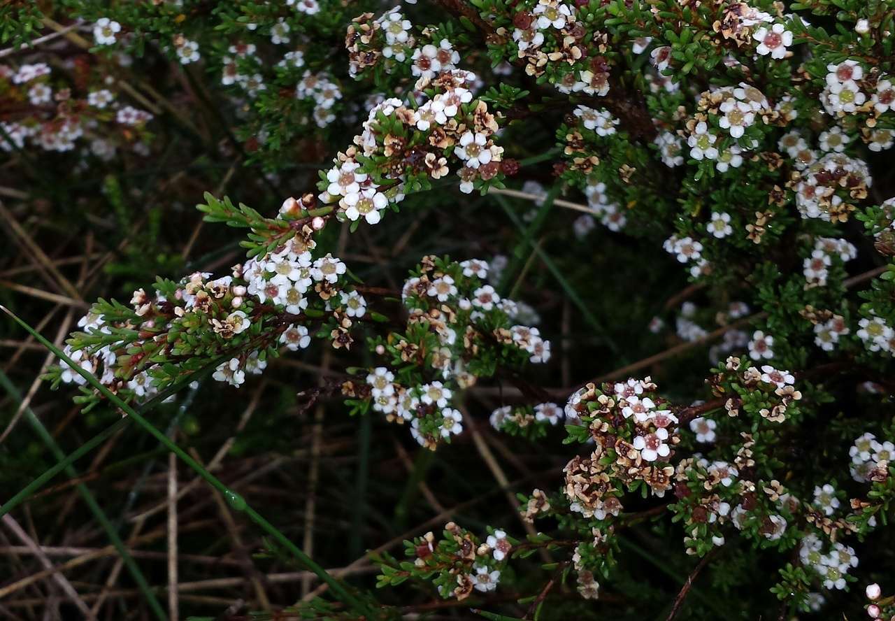 Image of Baeckea gunniana Schau. ex Walp.