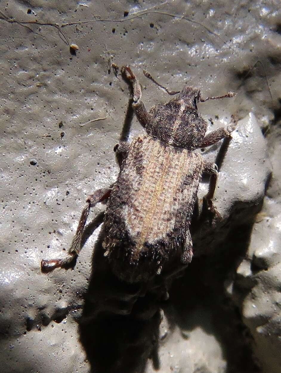 Image of Weevil