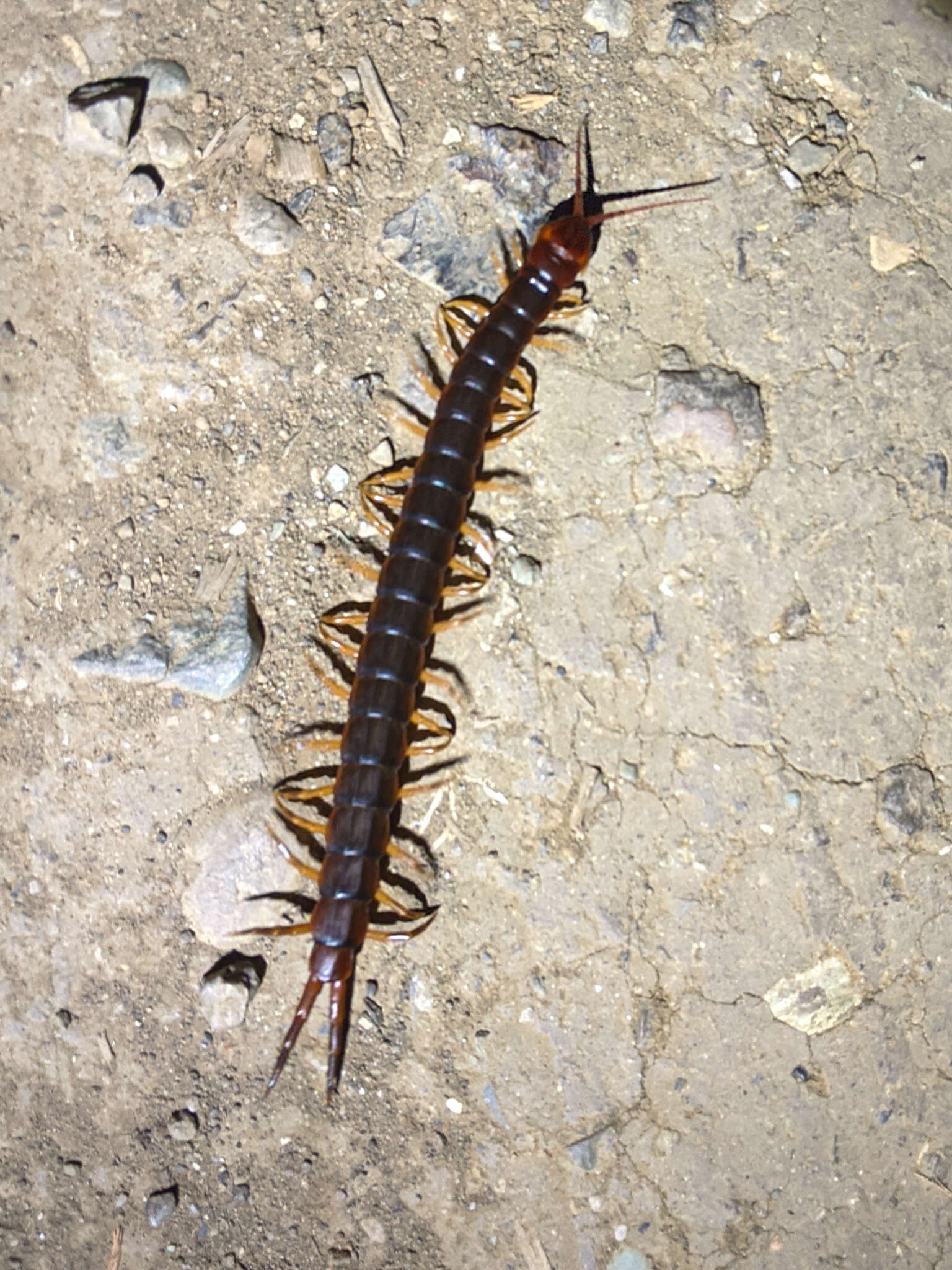 Image of Scolopendra angulata Newport 1844