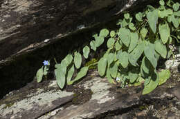 Imagem de Omphalodes rupestris Rupr. ex Boiss.