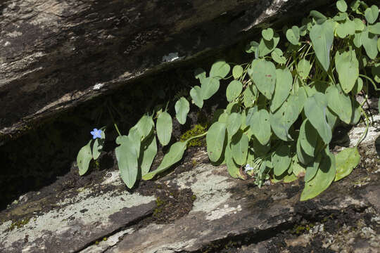 Image of Omphalodes rupestris Rupr. ex Boiss.