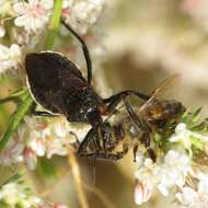 Plancia ëd Apiomerus californicus Berniker & Szerlip ex Berniker et al. 2011