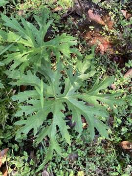 Image of Ligularia japonica (Thunb.) Less.