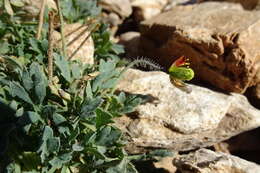 Image of Papaver lapeyrousianum Gutermann