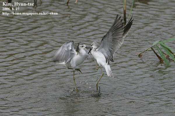 Image of Marsh Sandpiper