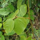 Image of Mucuna argyrophylla Standl.