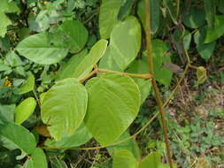 Image of Mucuna argyrophylla Standl.