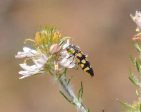 صورة Castiarina versicolor (Gory & Laporte 1838)