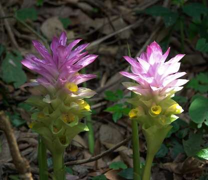 Image de Curcuma aromatica Salisb.