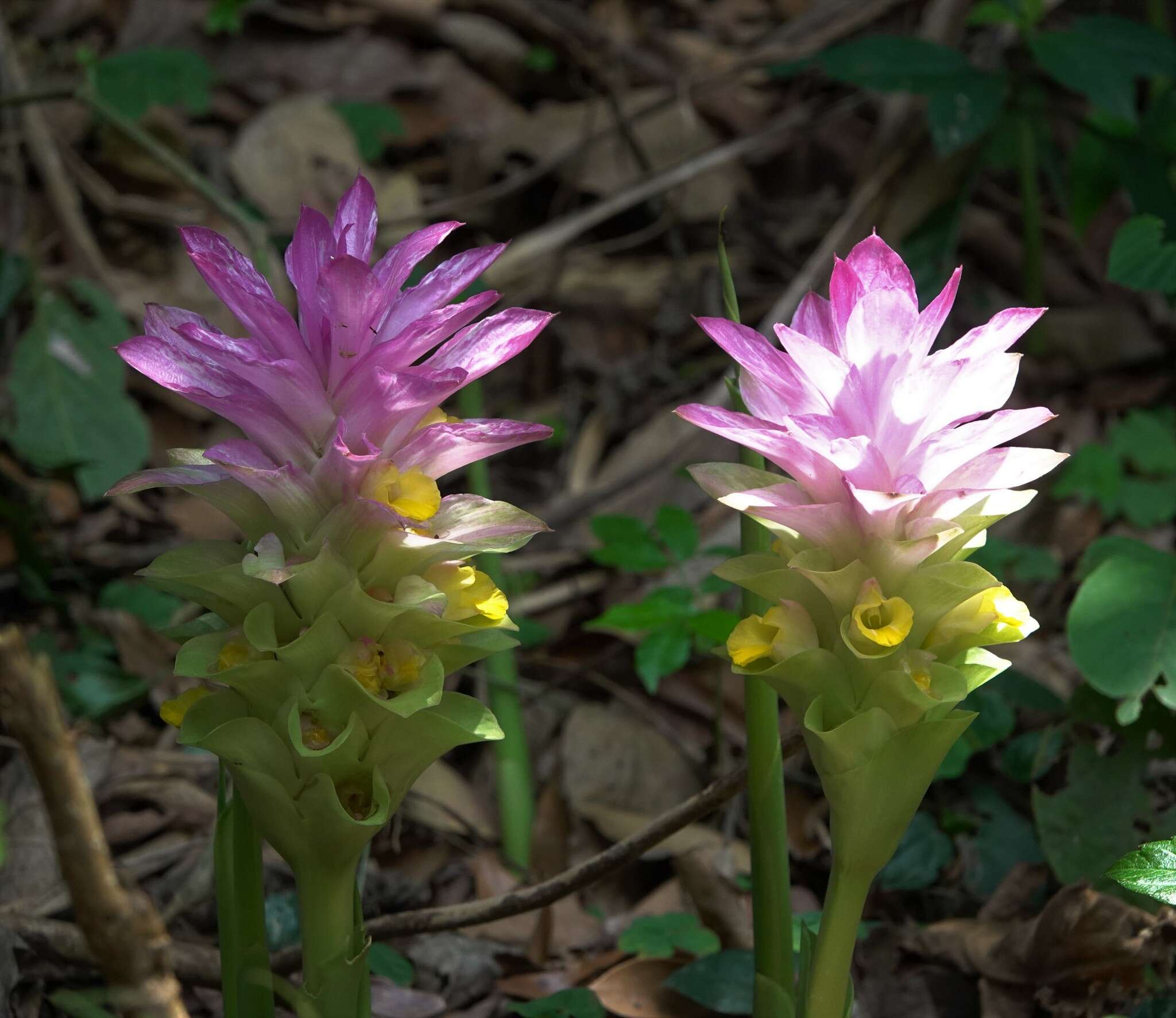 Image of curcuma