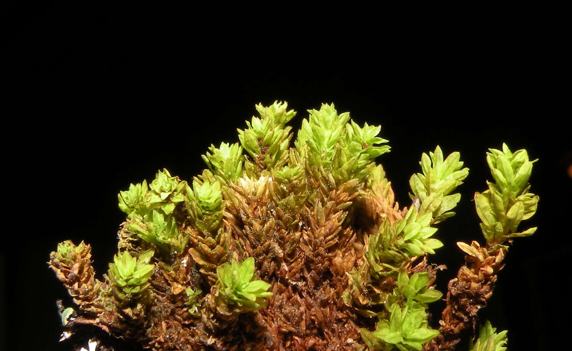 Image of candle snuffer moss