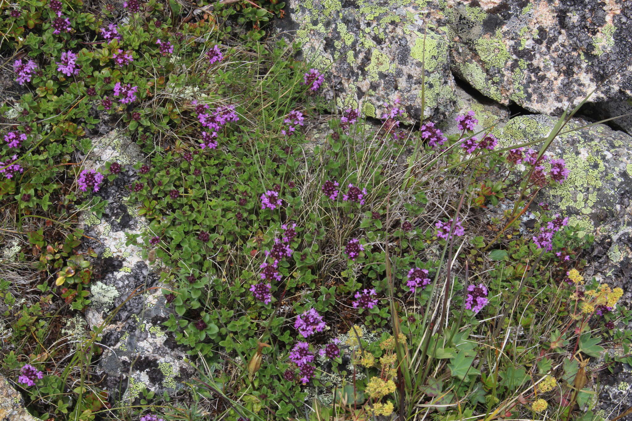 Image of Thymus nummularius M. Bieb.