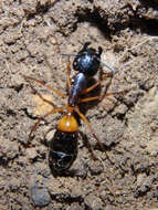 Plancia ëd Camponotus consobrinus (Erichson 1842)