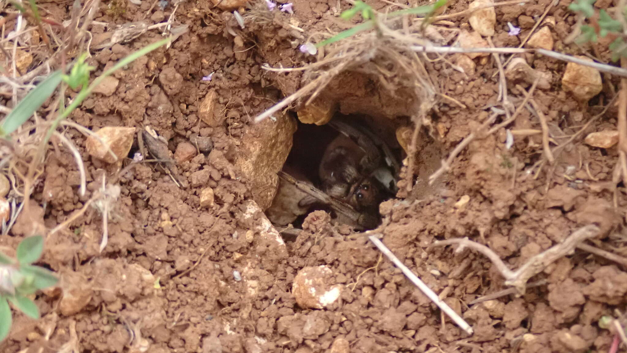 Image of Tarantula wolf spider