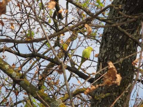 صورة Psittacula krameri borealis (Neumann 1915)