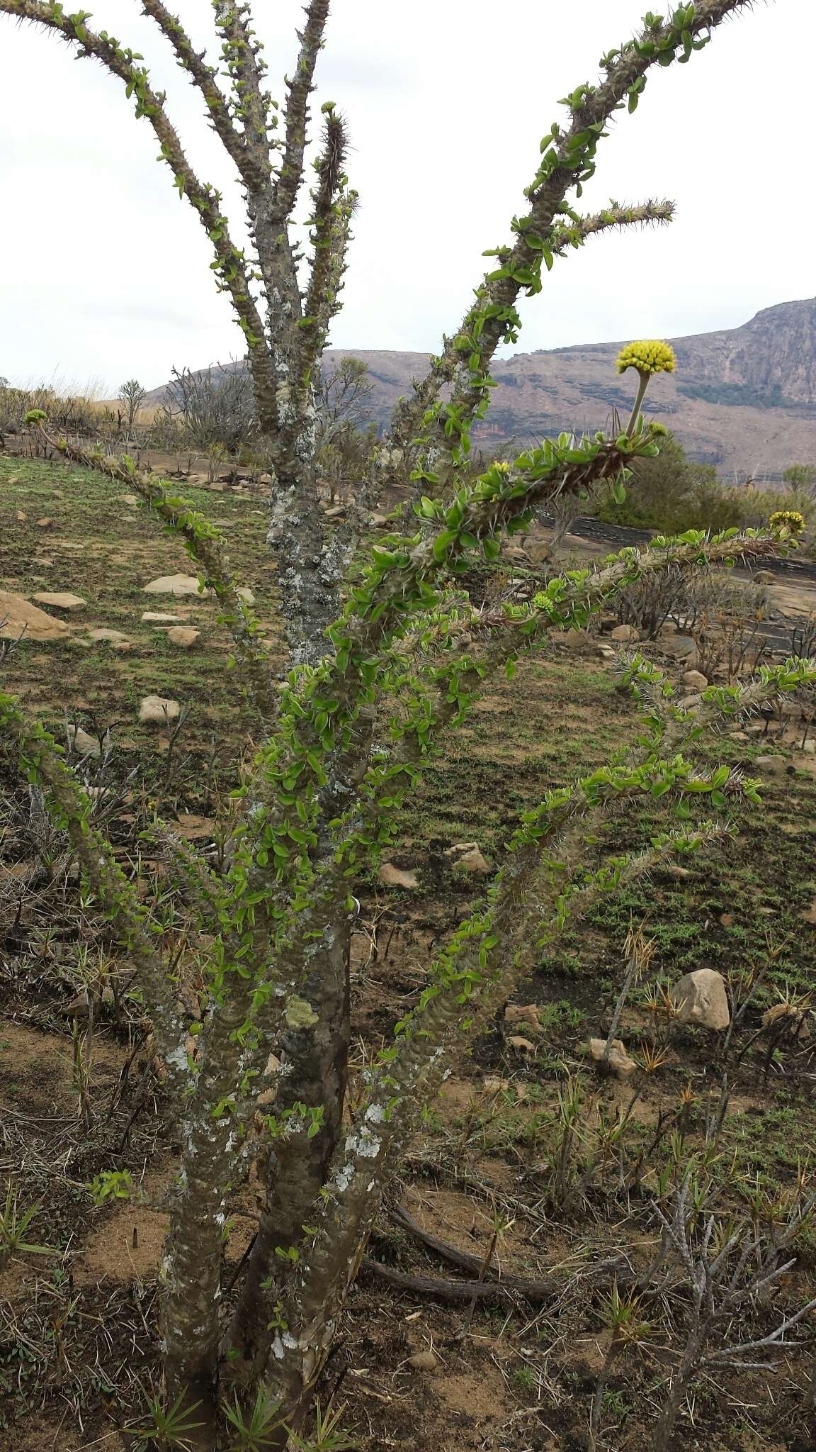 Euphorbia didiereoides Denis ex Leandri resmi