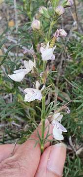 Image of Teucrium pseudochamaepitys L.