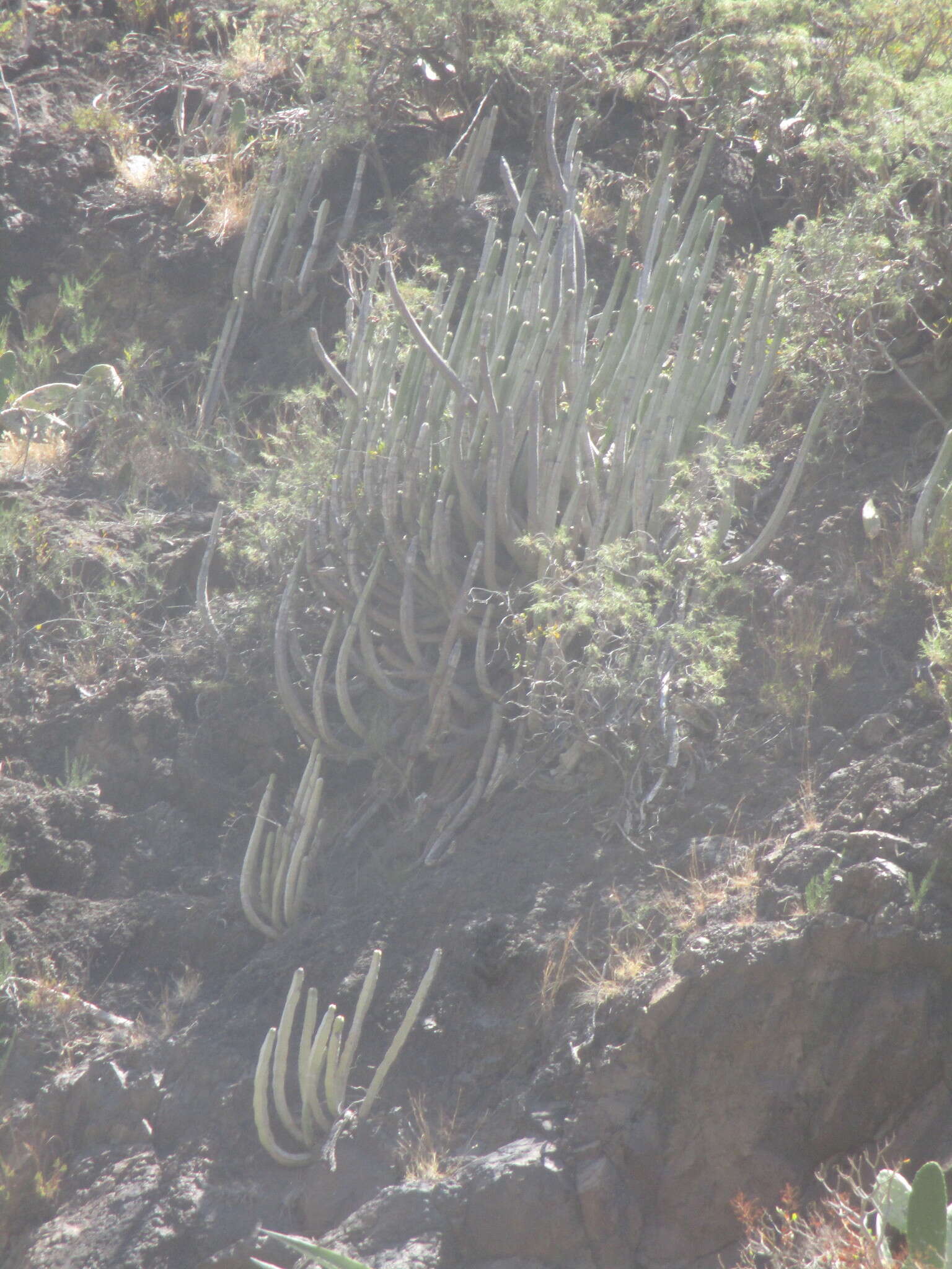 Imagem de Euphorbia canariensis L.