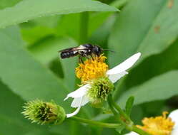 Image of Megachile disjuncta (Fabricius 1781)