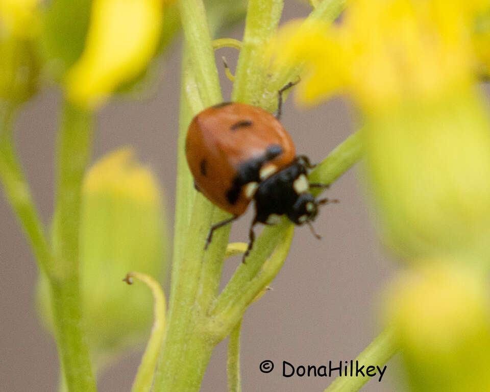 صورة Coccinella transversoguttata Faldermann 1835