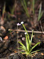 Image of Utricularia hirta Klein ex Link