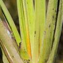 Image of Acid-Swamp Yellow-Eyed-Grass